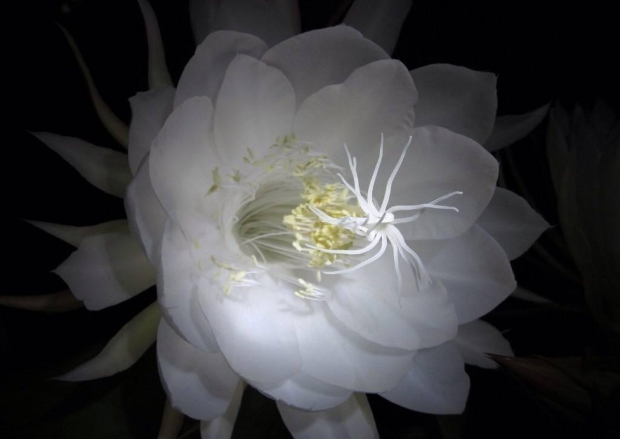優(yōu)曇花