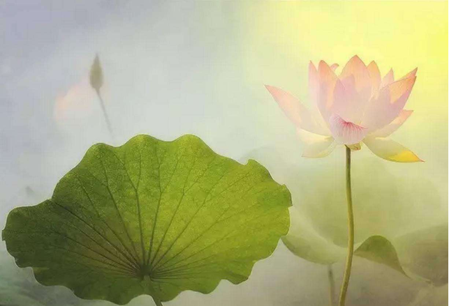 蓮花